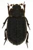 Trox scaber